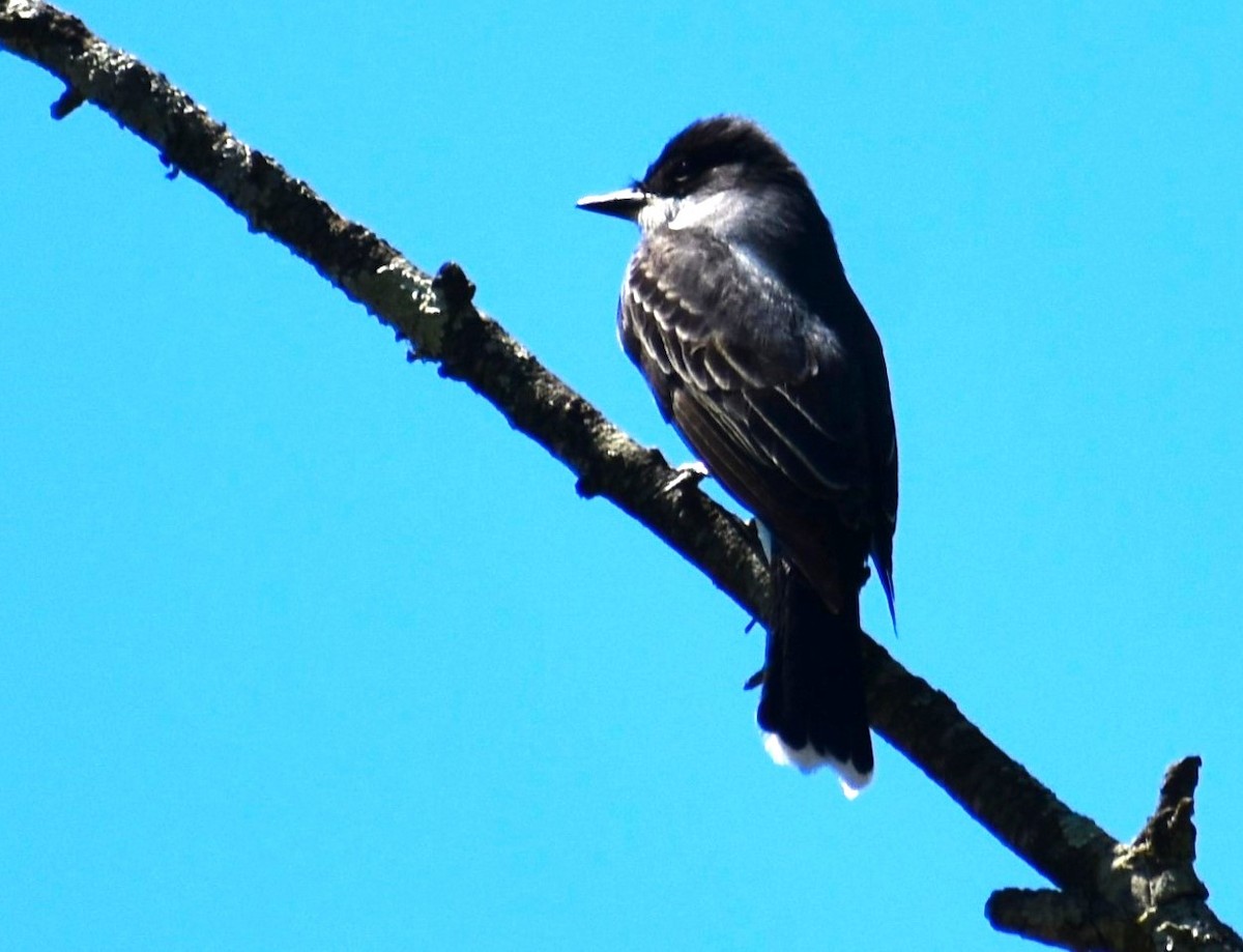 Eastern Kingbird - Marjorie Van Tassel