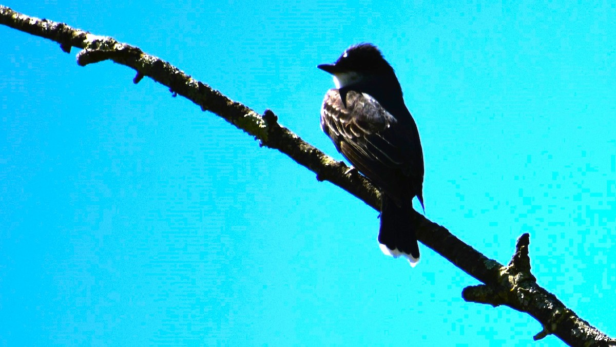 Eastern Kingbird - ML618347987