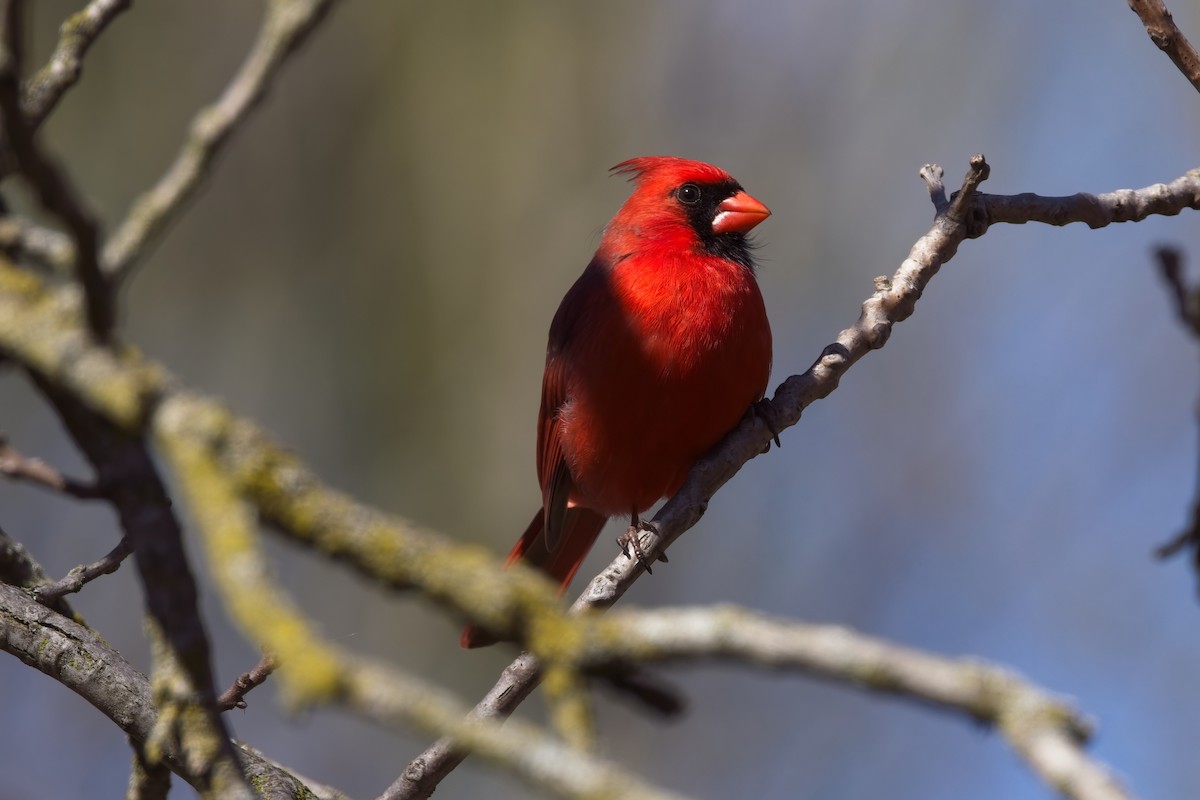 Cardinal rouge - ML618347994