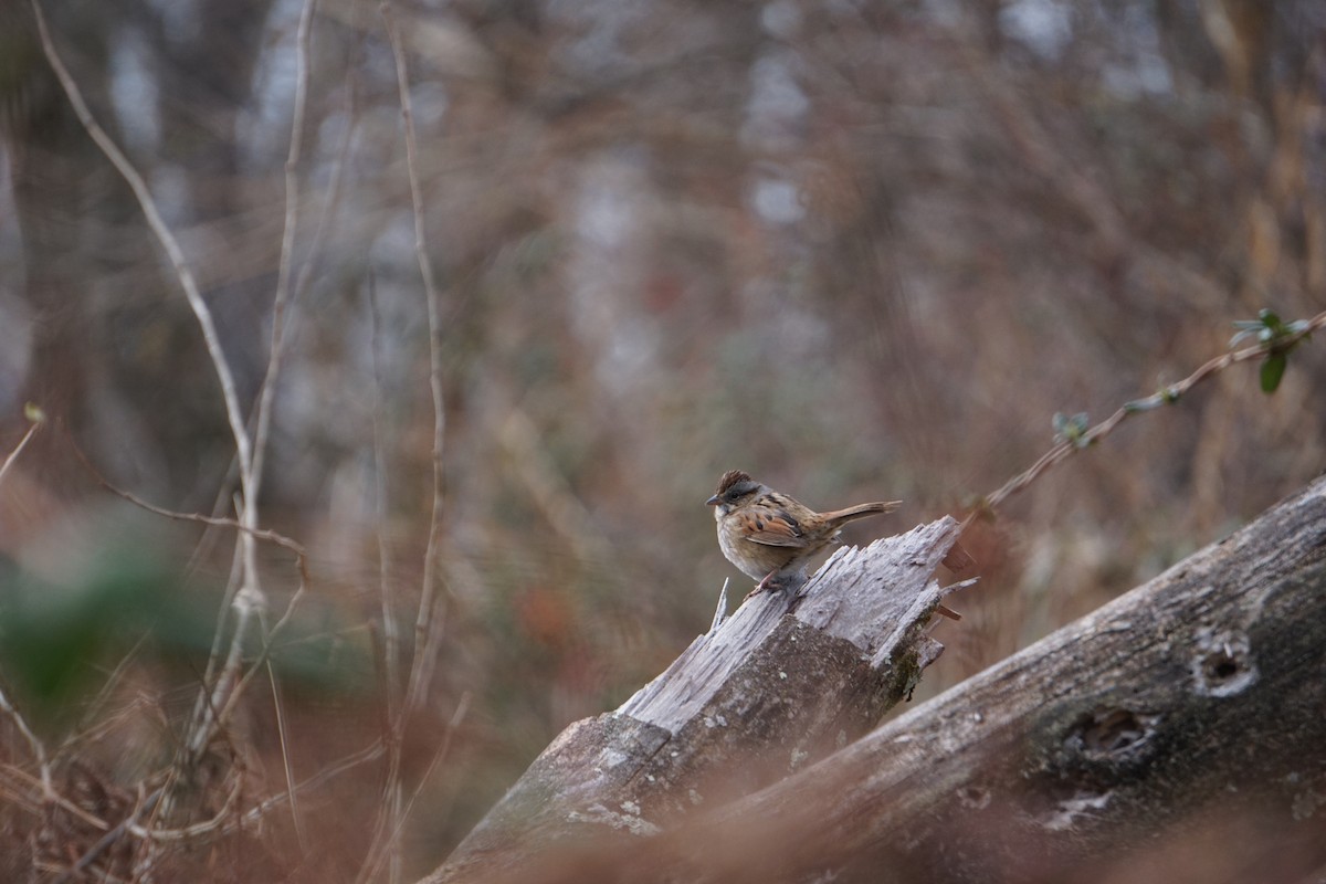 Swamp Sparrow - ML618348008