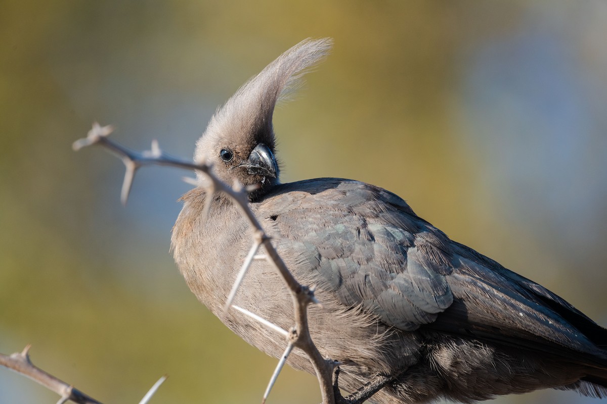 Gray Go-away-bird - Ross Bartholomew