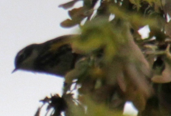 Yellow-rumped Warbler (Myrtle) - ML618348046