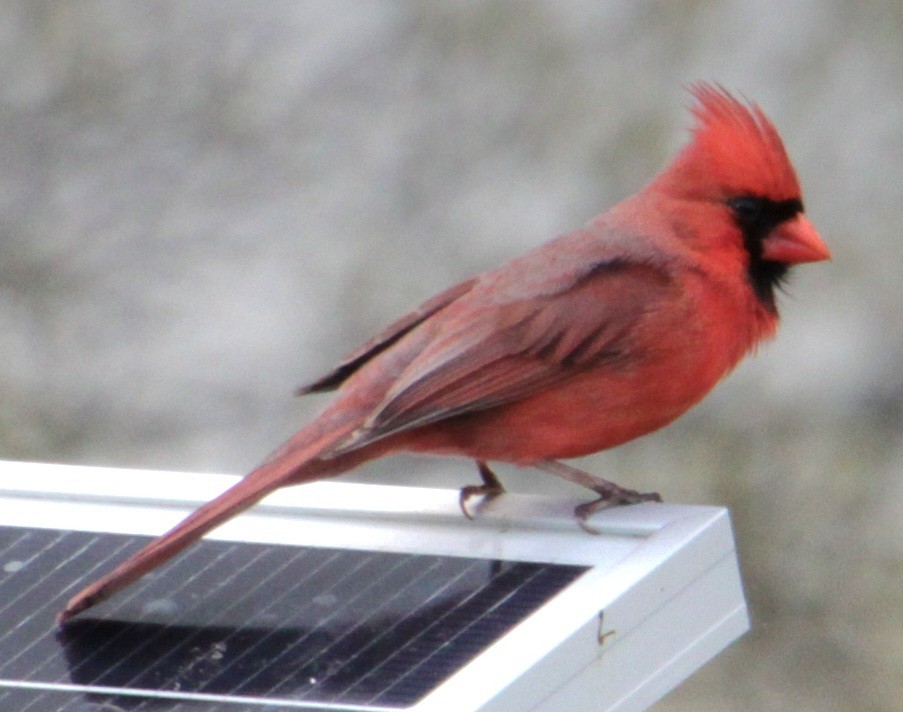 Northern Cardinal - Samuel Harris