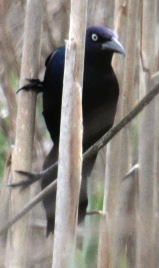 Common Grackle (Bronzed) - ML618348068