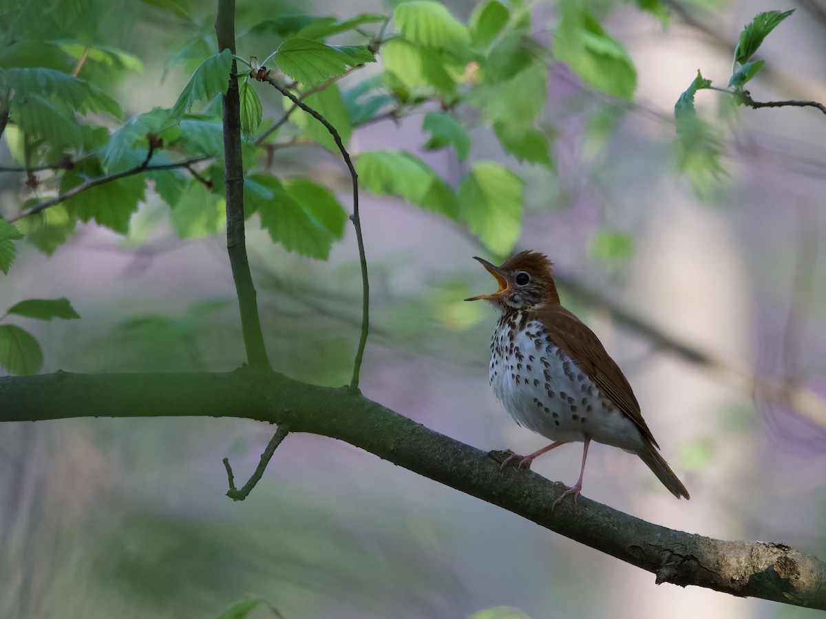 Wood Thrush - ML618348073