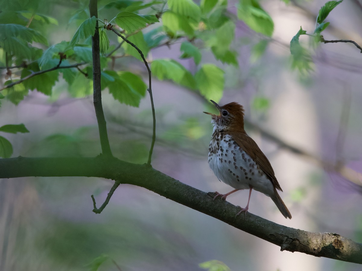 Wood Thrush - ML618348074