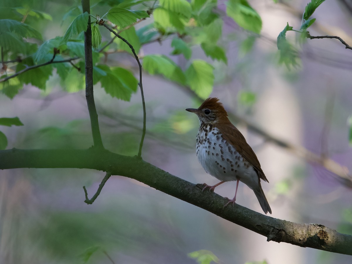 Wood Thrush - ML618348075