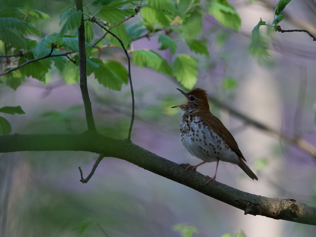 Wood Thrush - Enya deFeijter