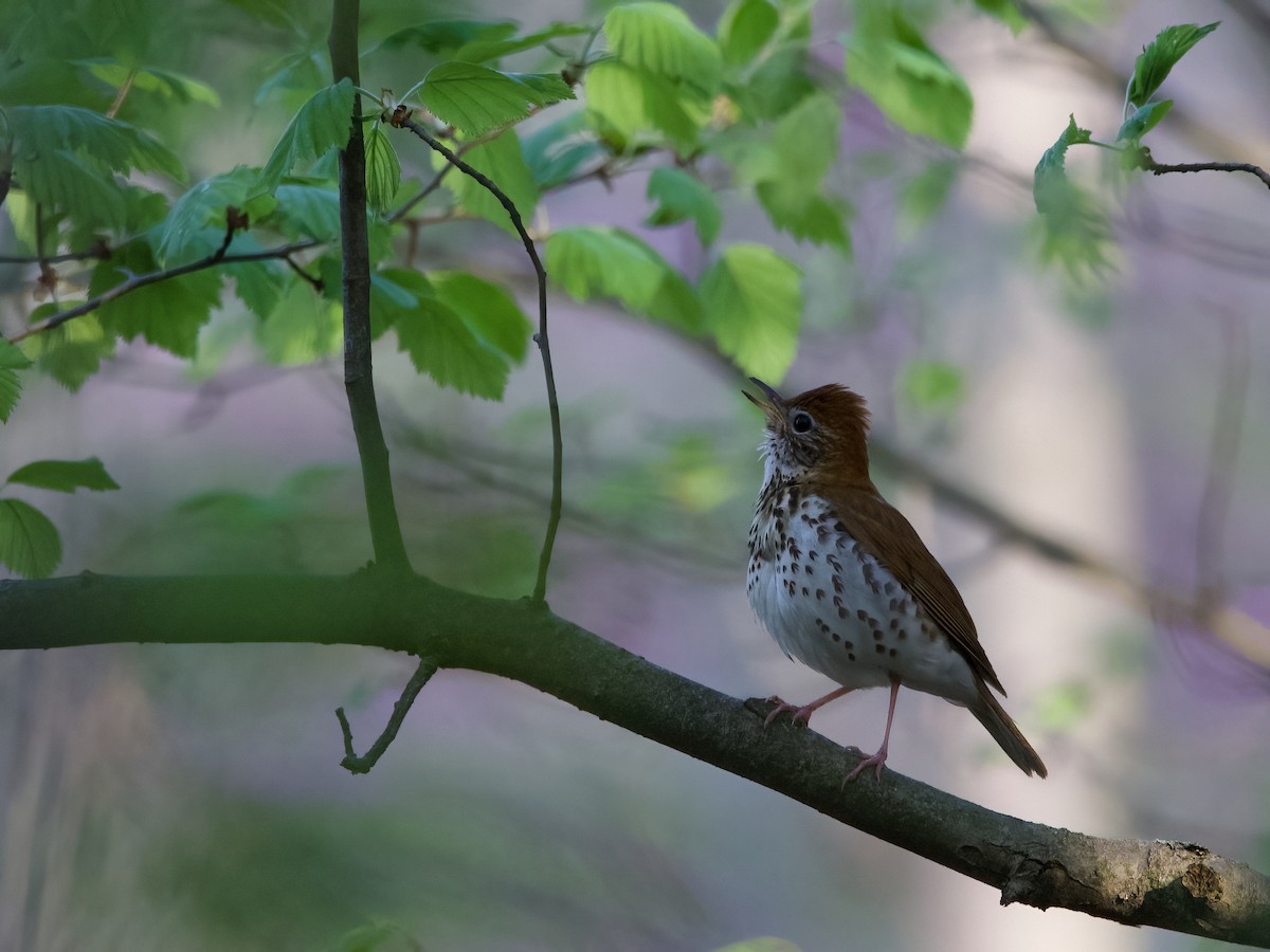 Wood Thrush - Enya deFeijter