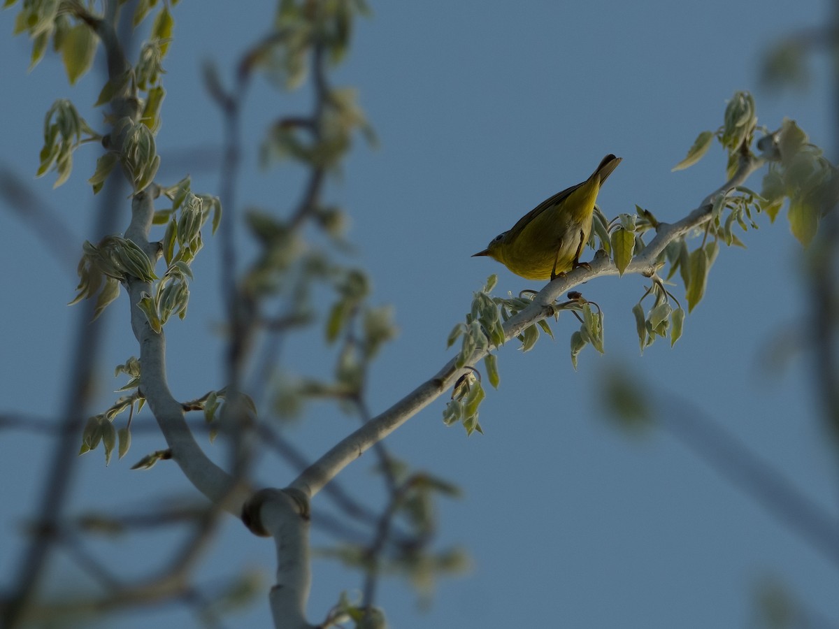 Nashville Warbler - ML618348088