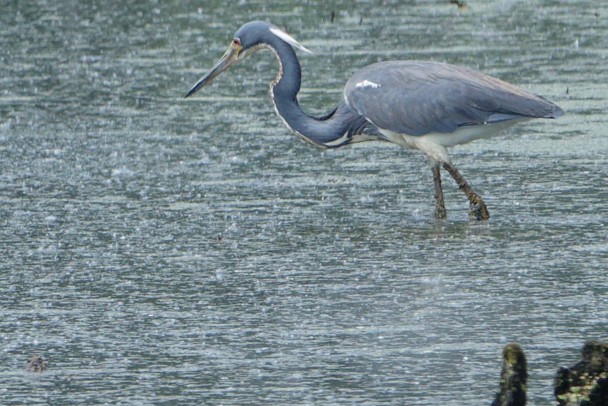 Tricolored Heron - ML618348097