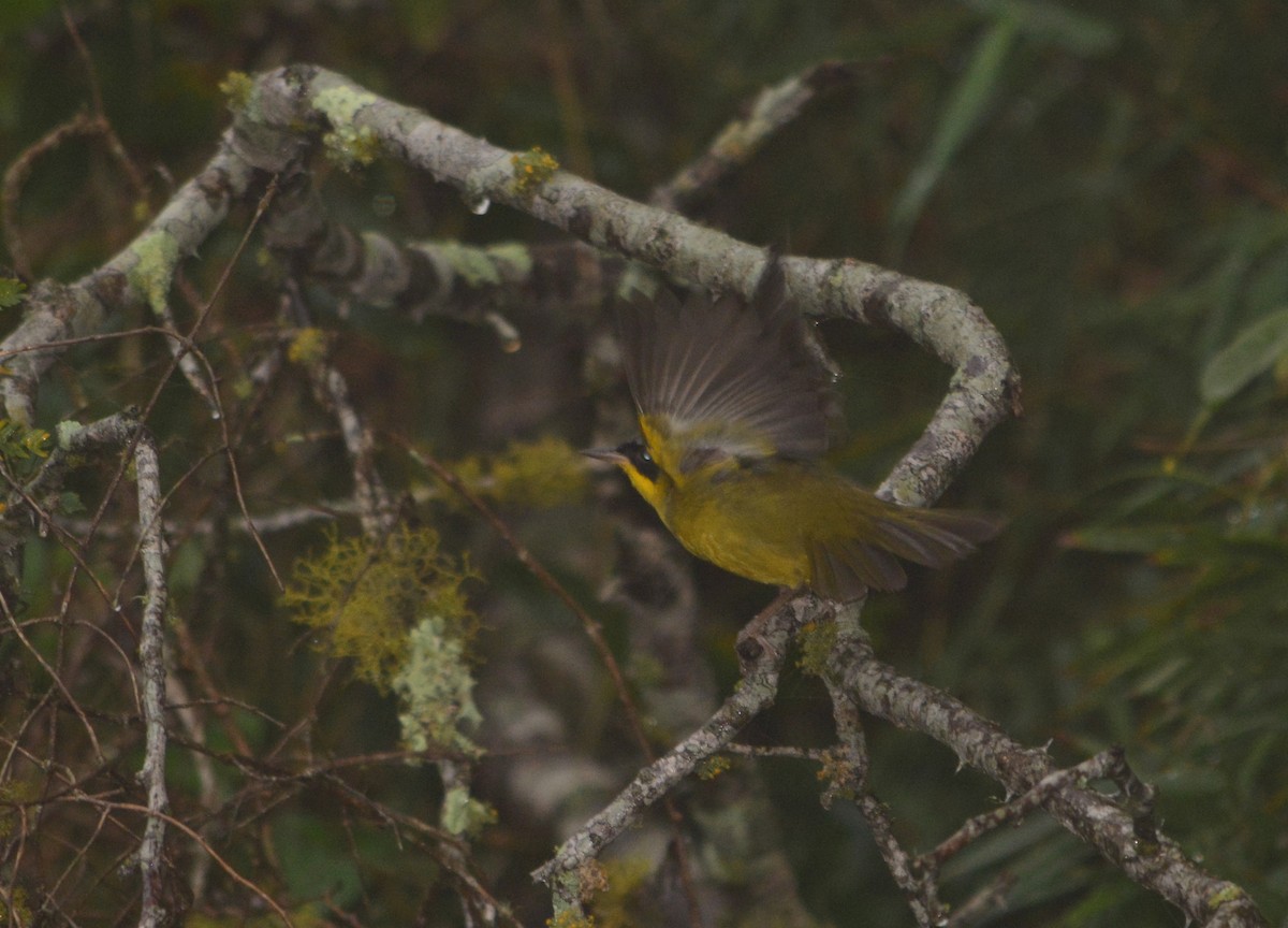 Southern Yellowthroat - Vanessa Claudino Bitencourt