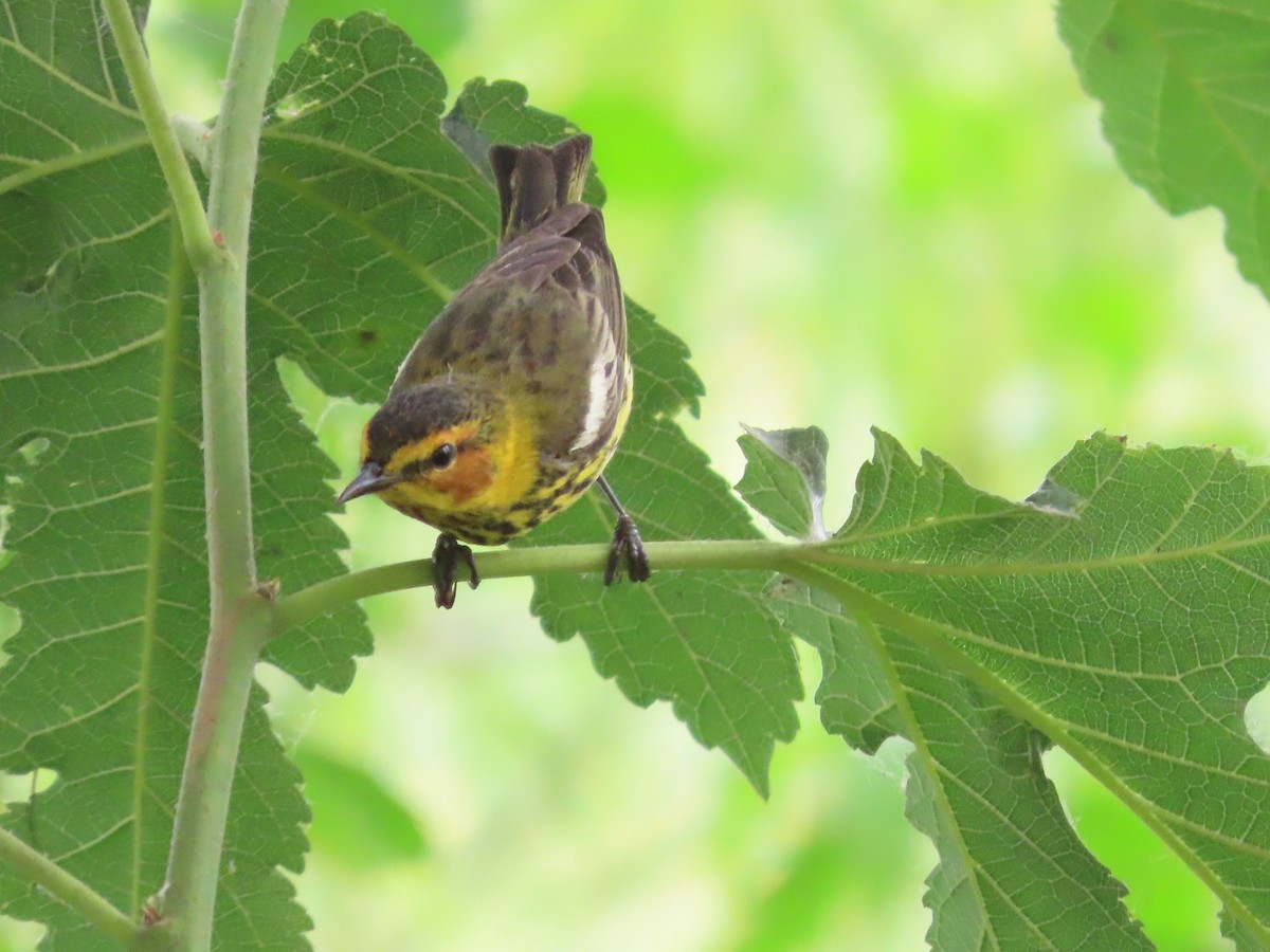 Cape May Warbler - Lynn Barber