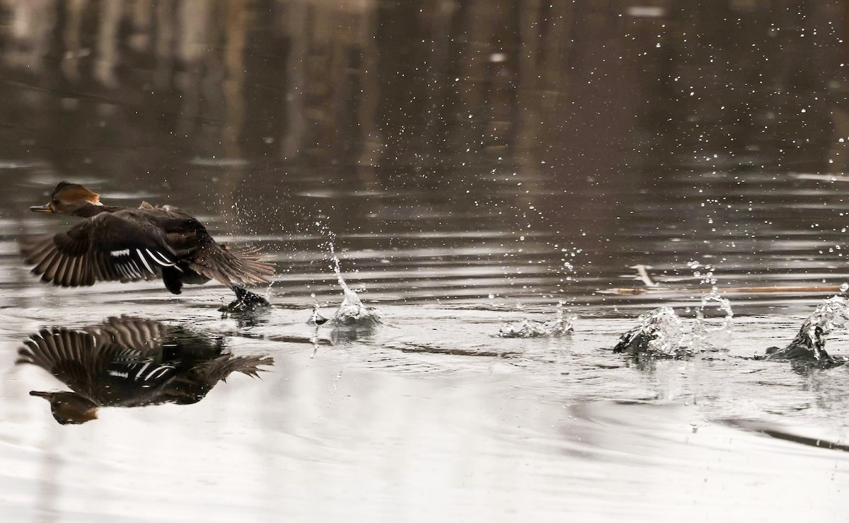 Hooded Merganser - Chantal Brault