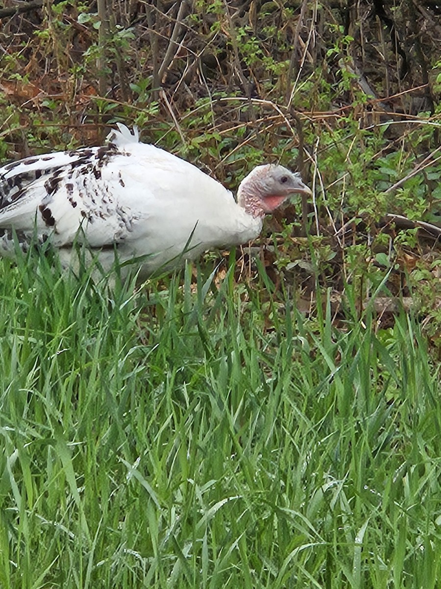 Wild Turkey - Amy Ries