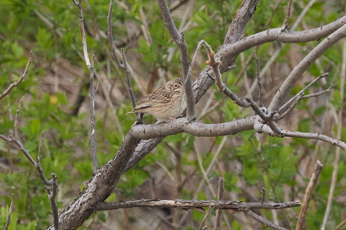 Vesper Sparrow - ML618348171