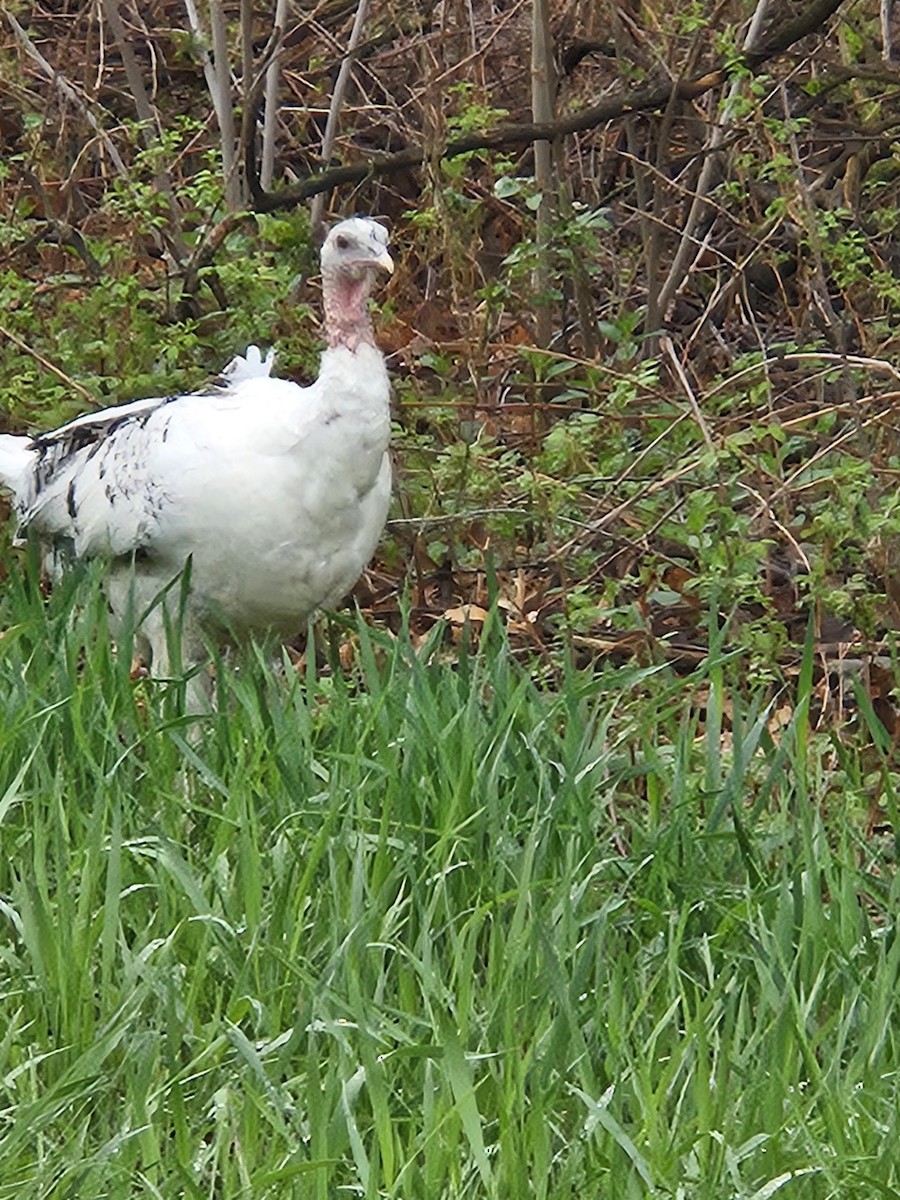 Wild Turkey - ML618348175