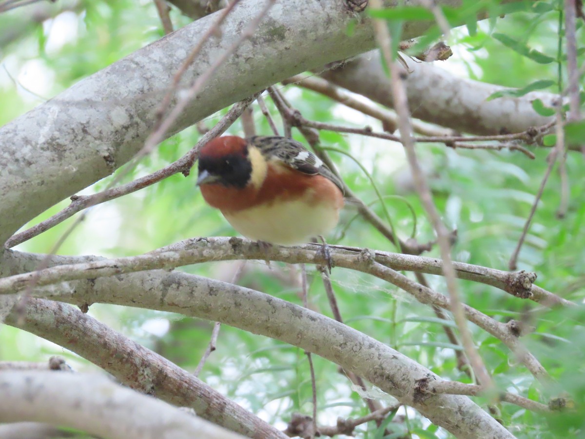 Bay-breasted Warbler - ML618348181