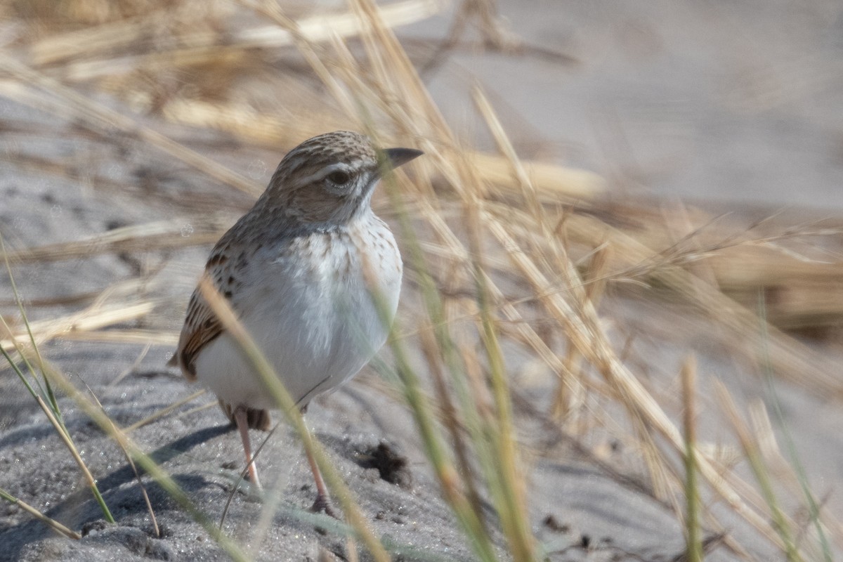 Fawn-colored Lark (Fawn-colored) - ML618348196