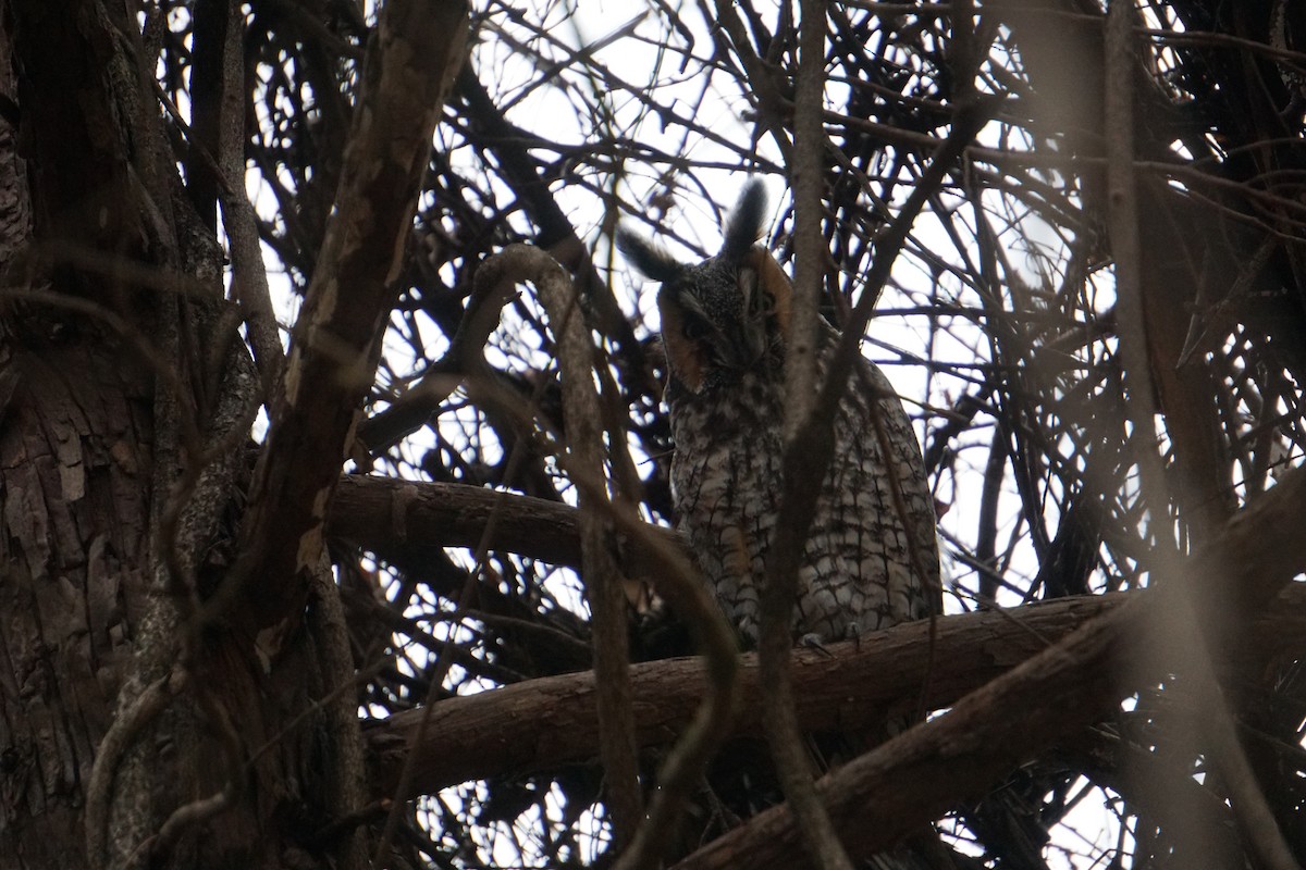 Long-eared Owl - ML618348242