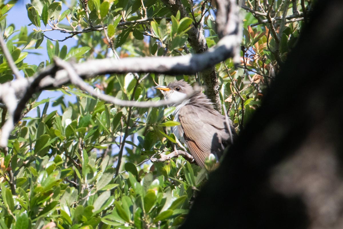 Yellow-billed Cuckoo - Andre Moncrieff