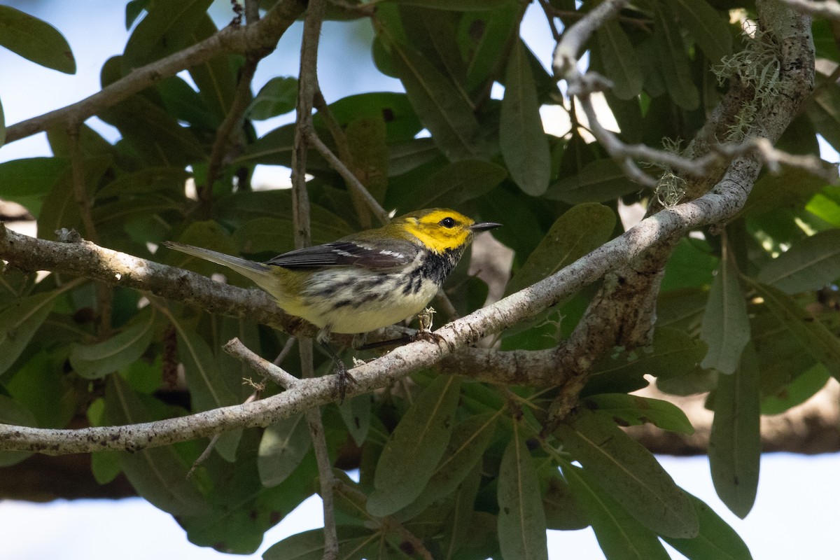 Black-throated Green Warbler - Andre Moncrieff