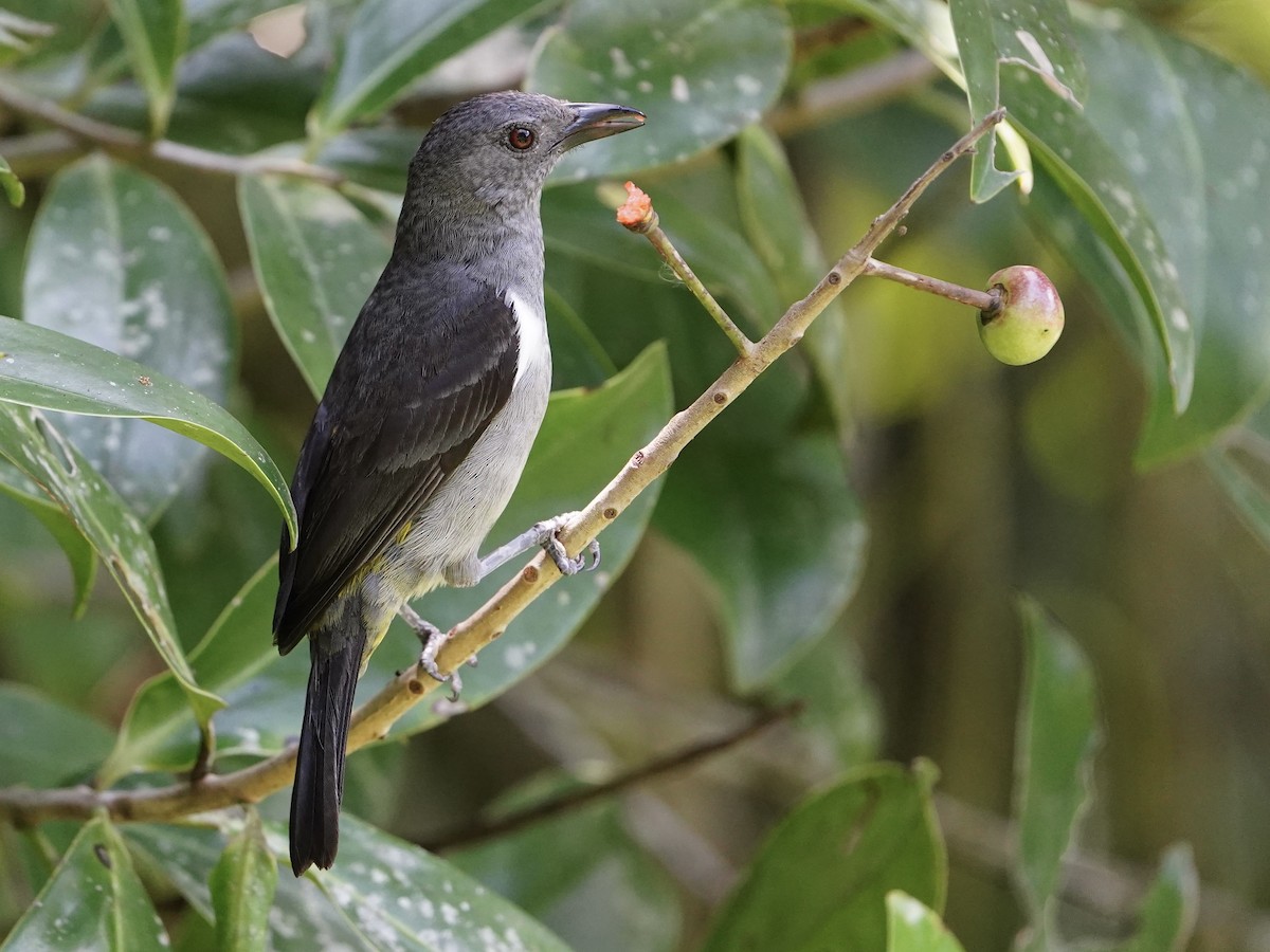 Sulphur-rumped Tanager - Carlos Ulate