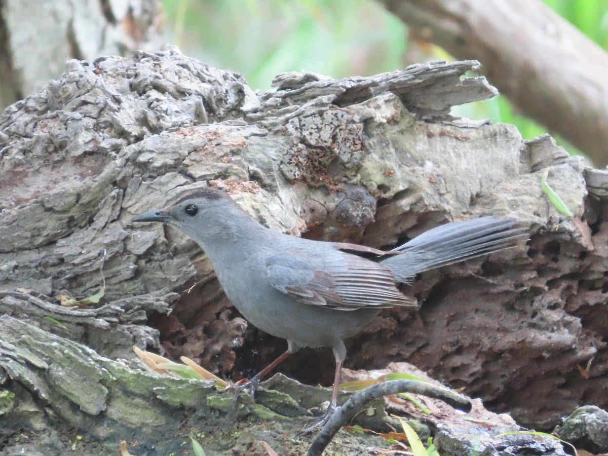 Gray Catbird - ML618348258