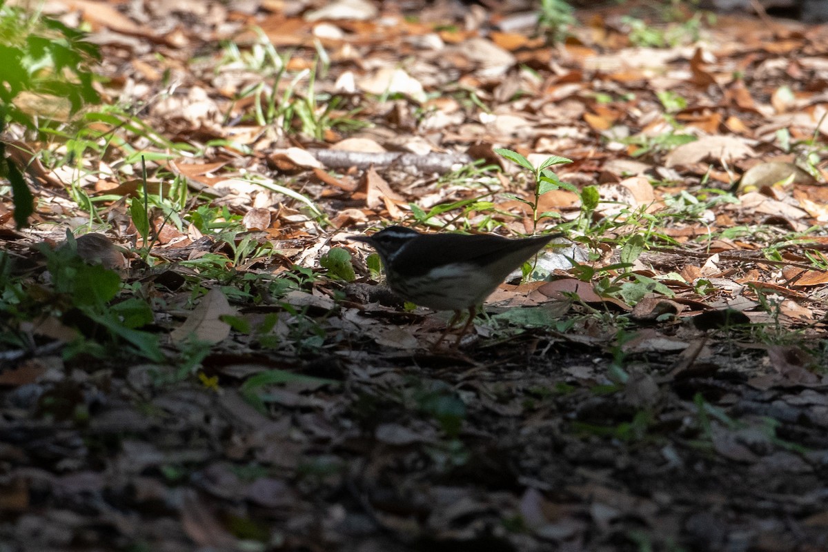 Louisiana Waterthrush - Andre Moncrieff