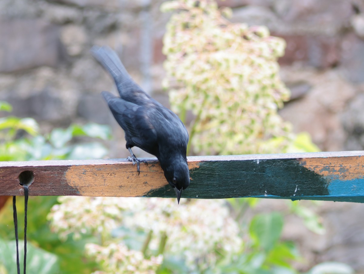 Tawny-shouldered Blackbird - Joan Baker