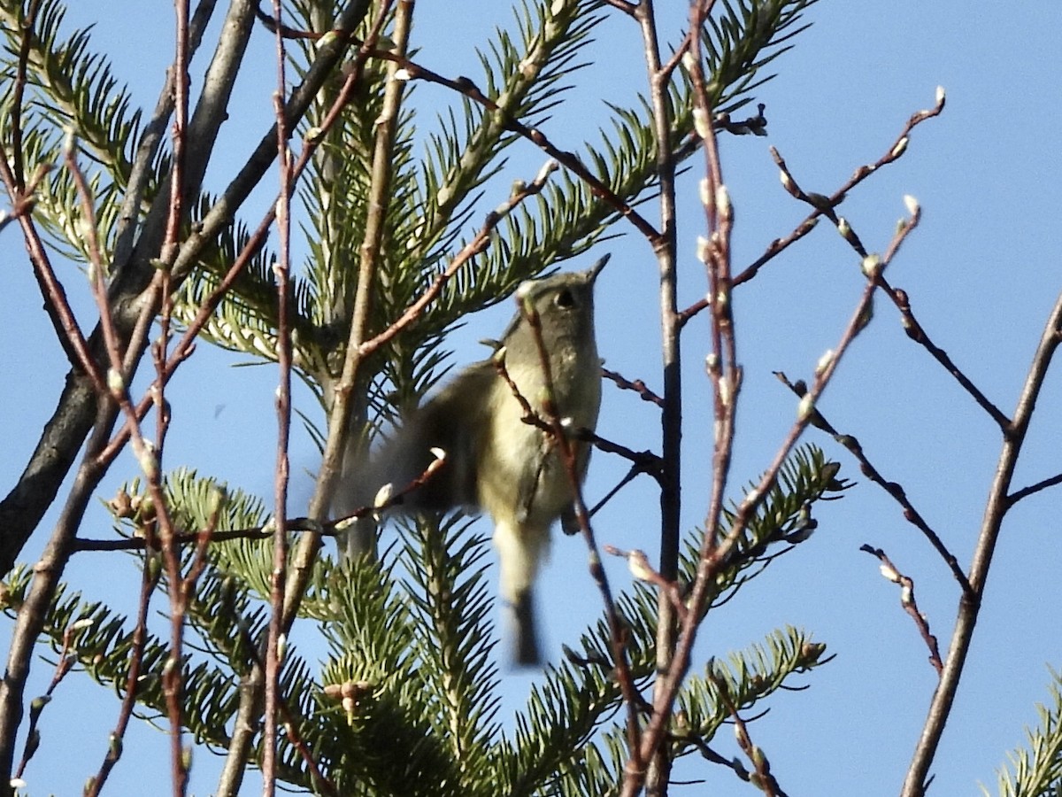 Ruby-crowned Kinglet - Anonymous