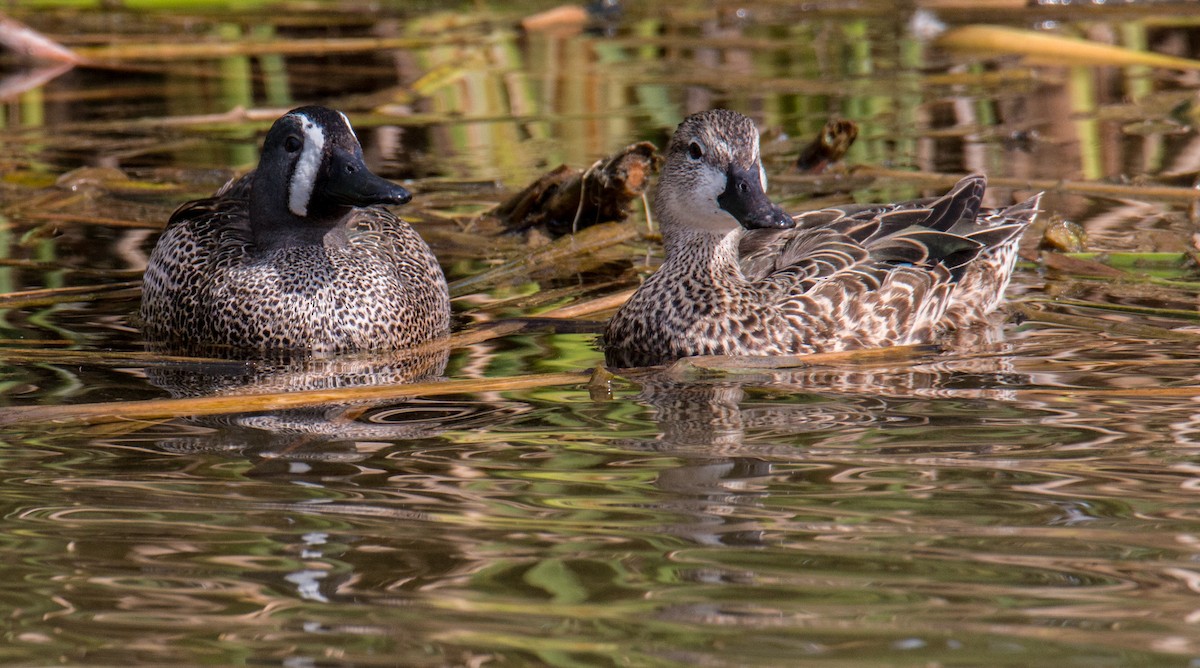 Blue-winged/Cinnamon Teal - ML618348331