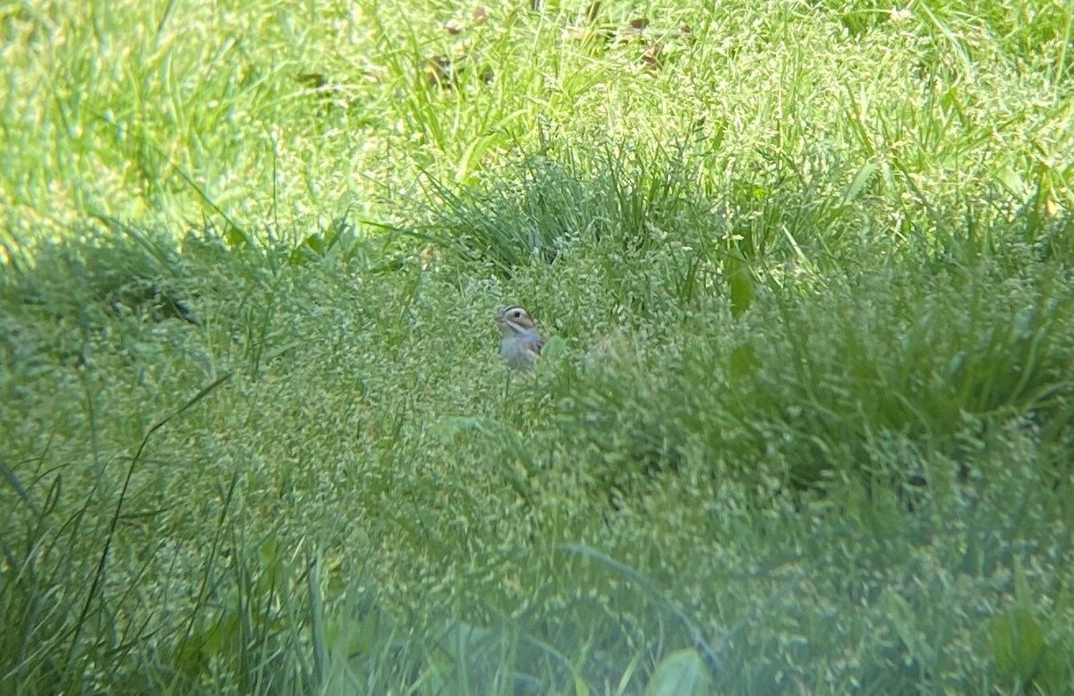 Clay-colored Sparrow - ML618348357