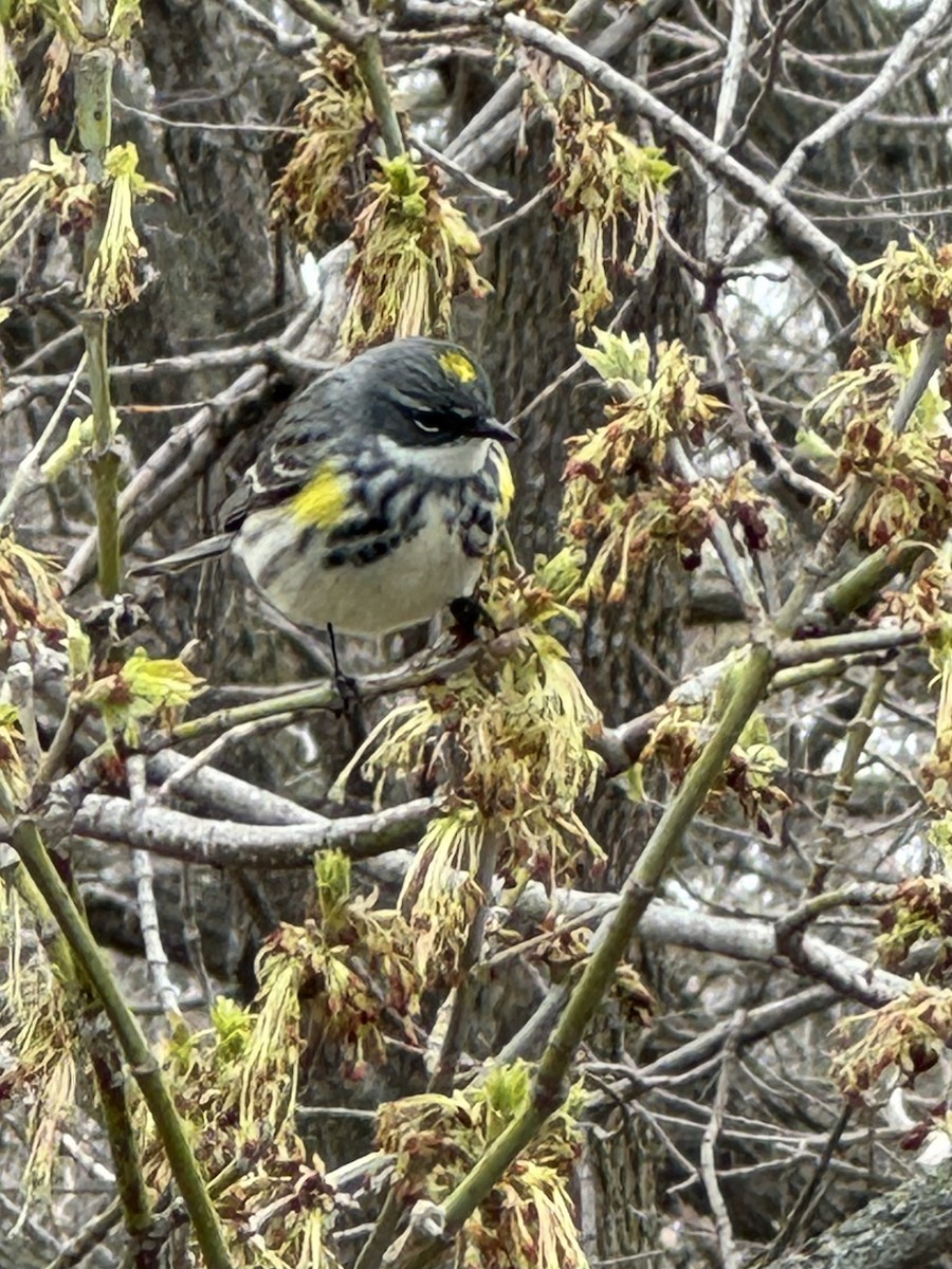Yellow-rumped Warbler - Tony Whiting