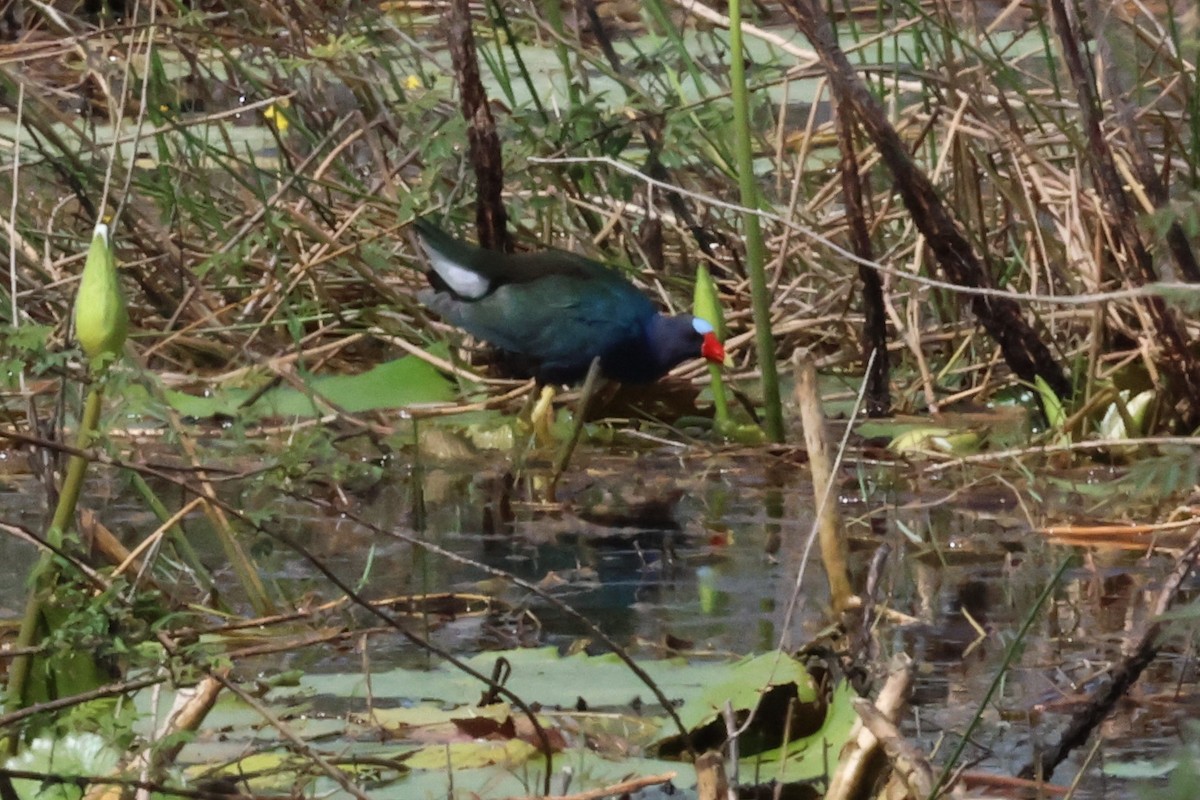 Purple Gallinule - ML618348380