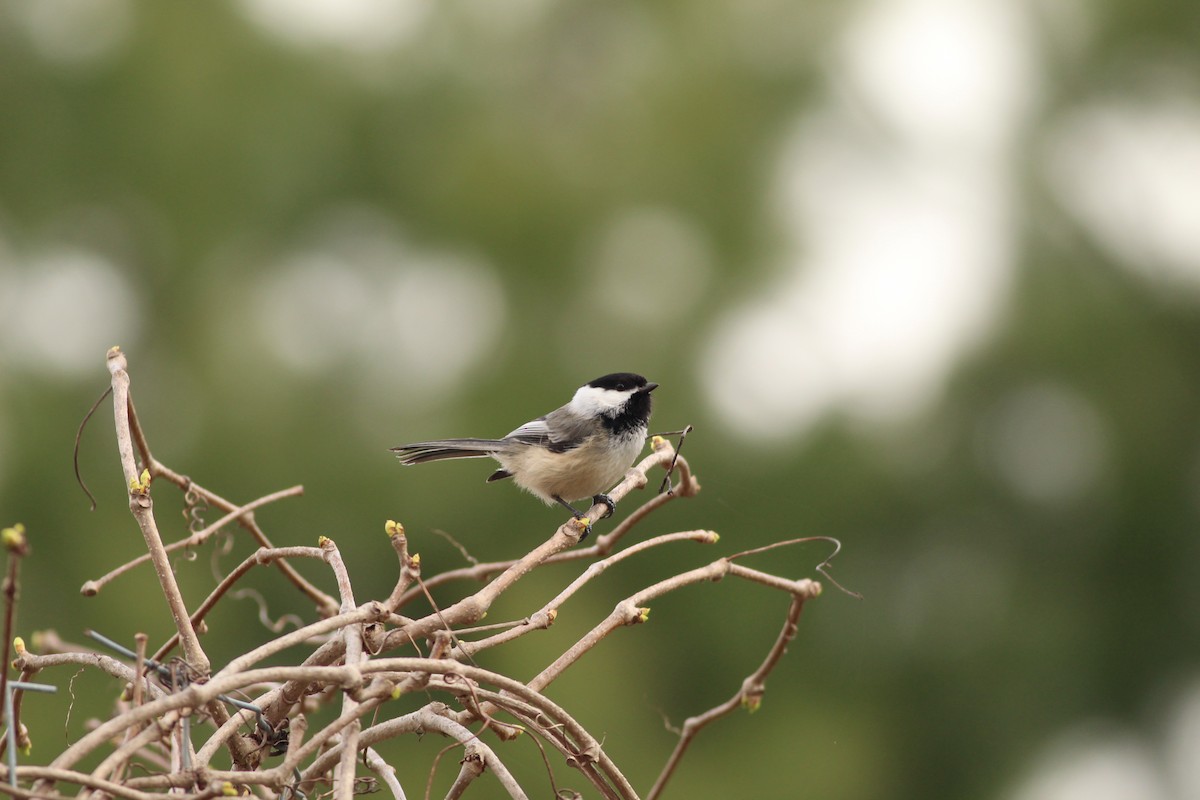 Black-capped Chickadee - ML618348410