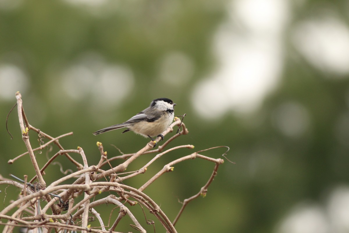 Black-capped Chickadee - ML618348411