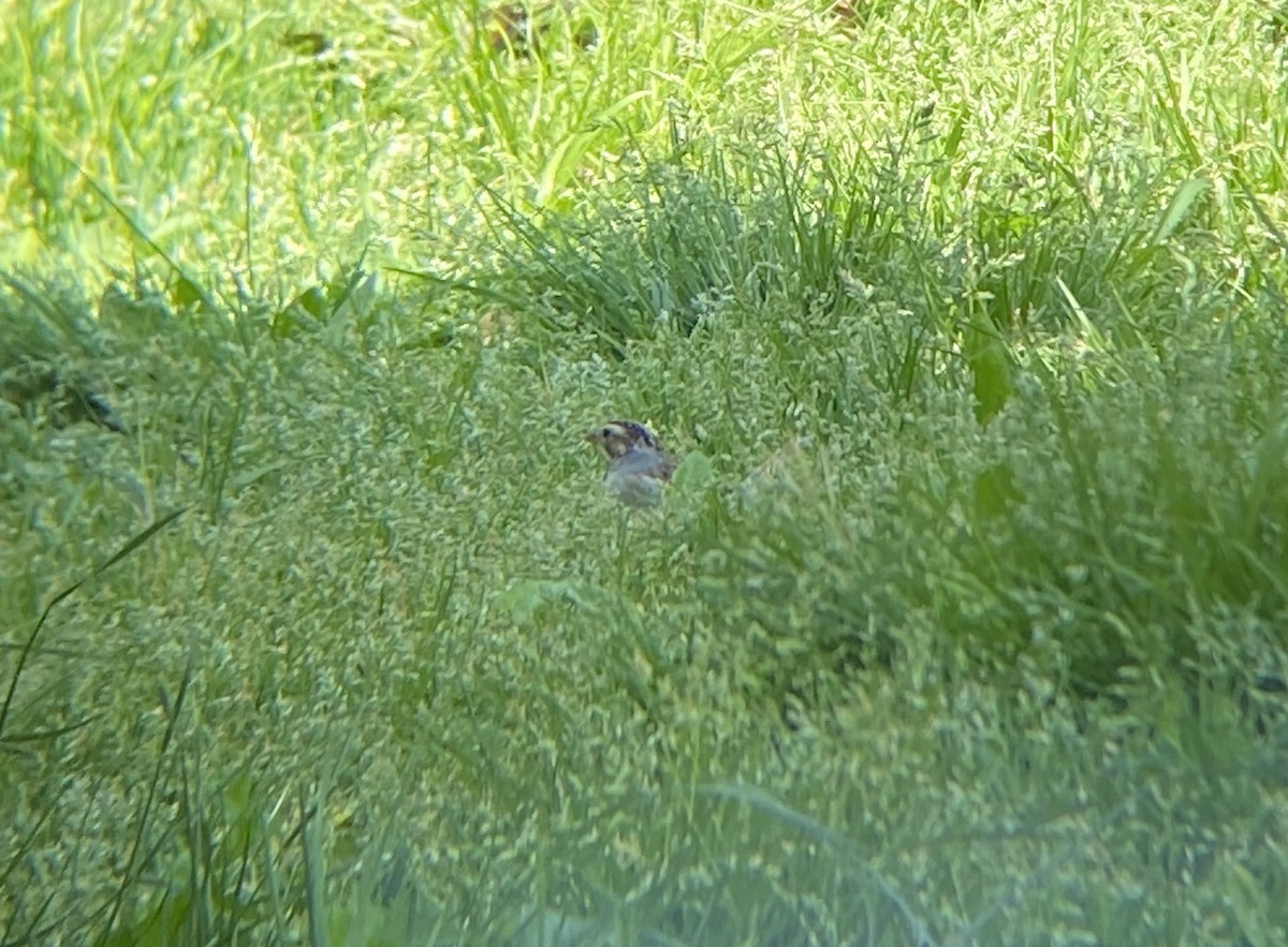 Clay-colored Sparrow - ML618348425