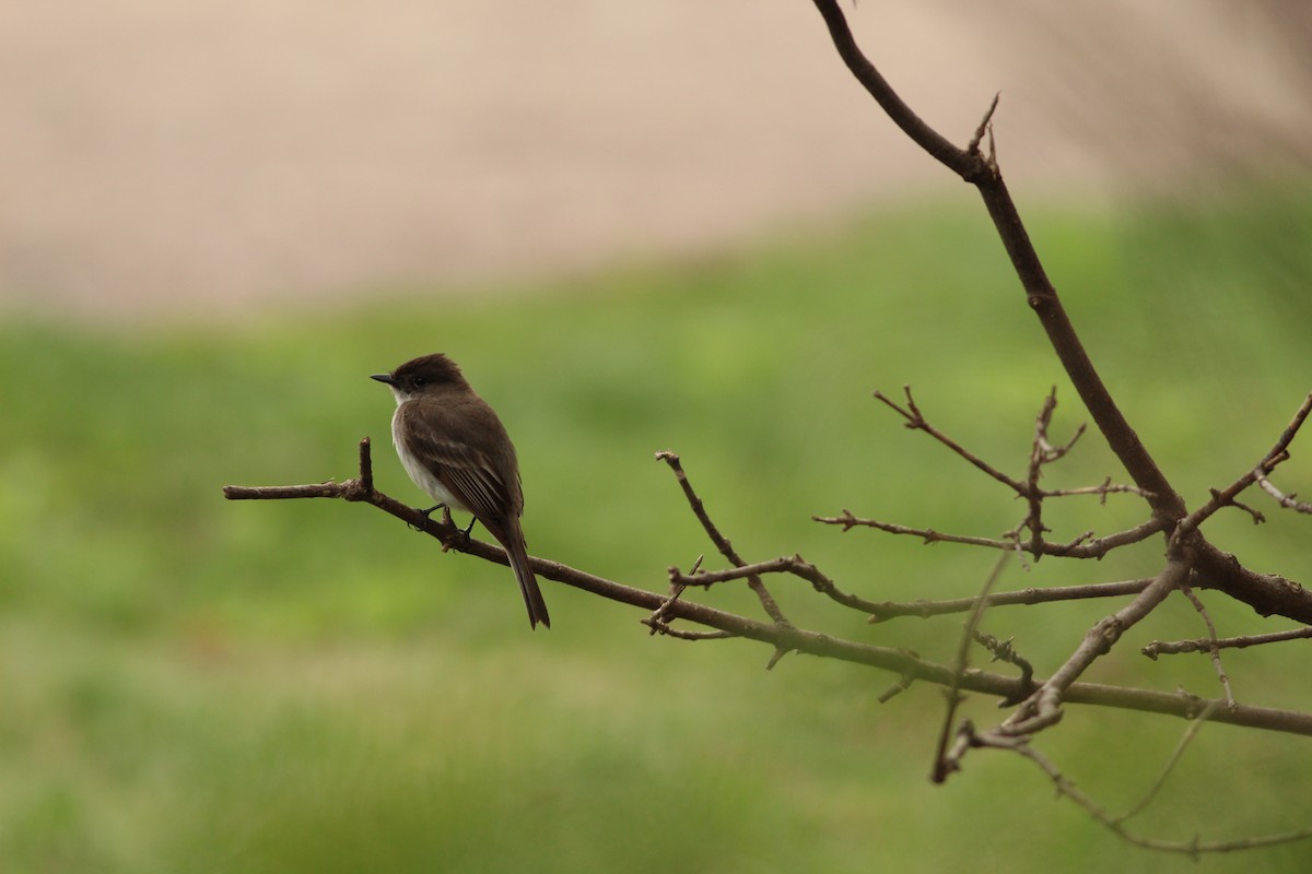 Eastern Phoebe - ML618348428