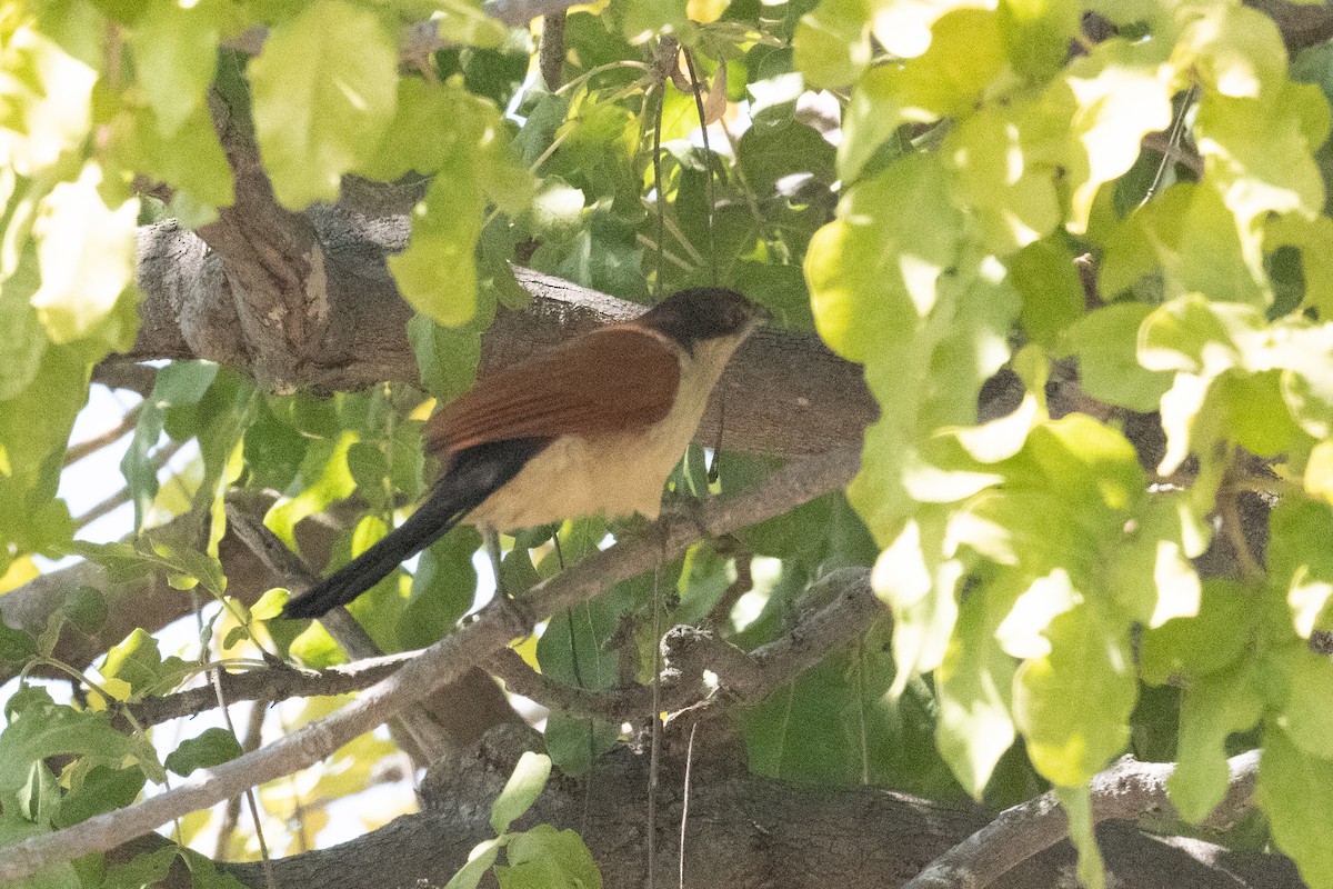 Senegal Coucal - ML618348446