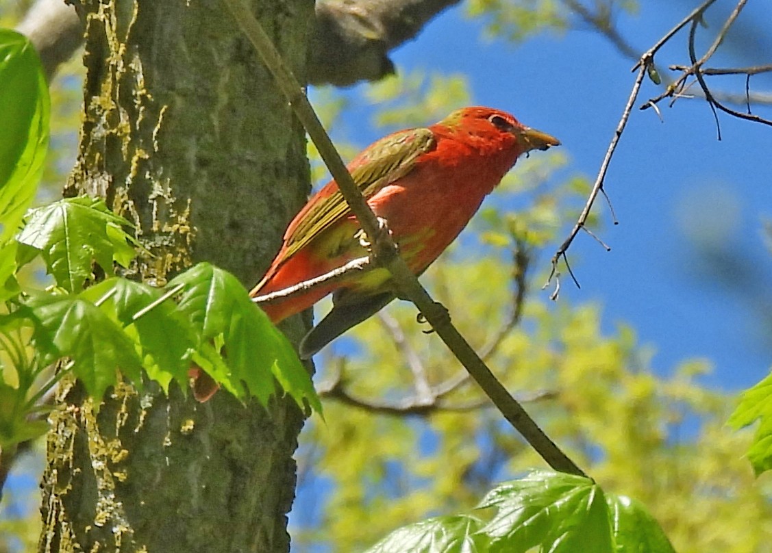 Summer Tanager - Jean Iron