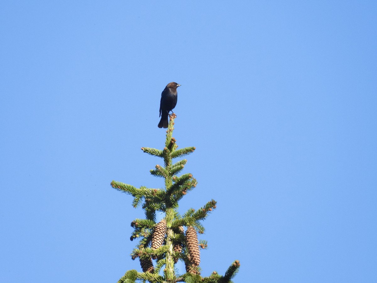 Brown-headed Cowbird - Tracy Mosebey