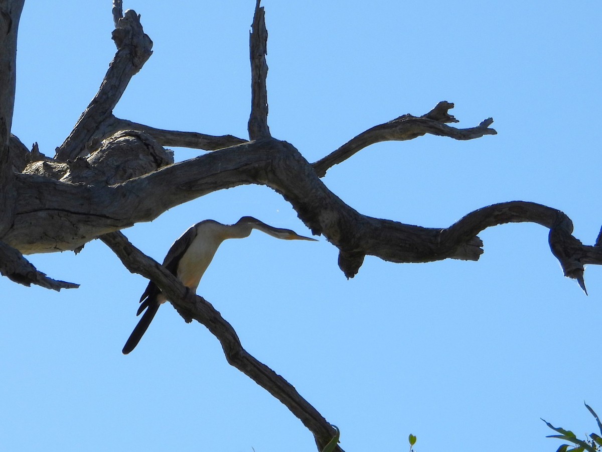 Australasian Darter - Leonie Beaulieu