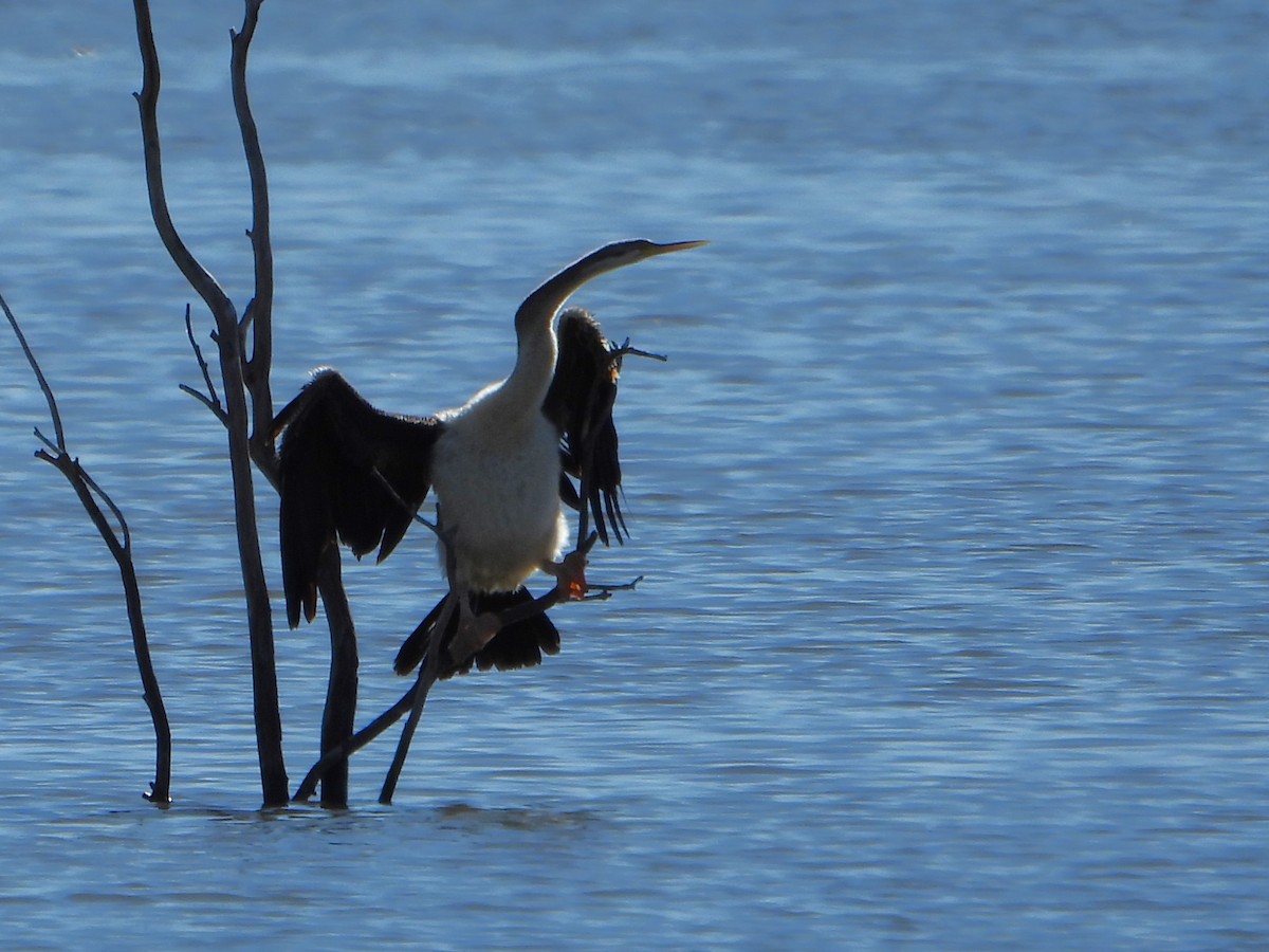 Australasian Darter - Leonie Beaulieu