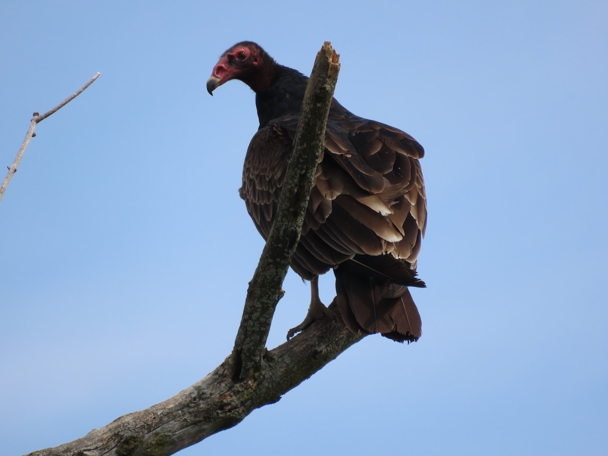 Turkey Vulture - ML618348498