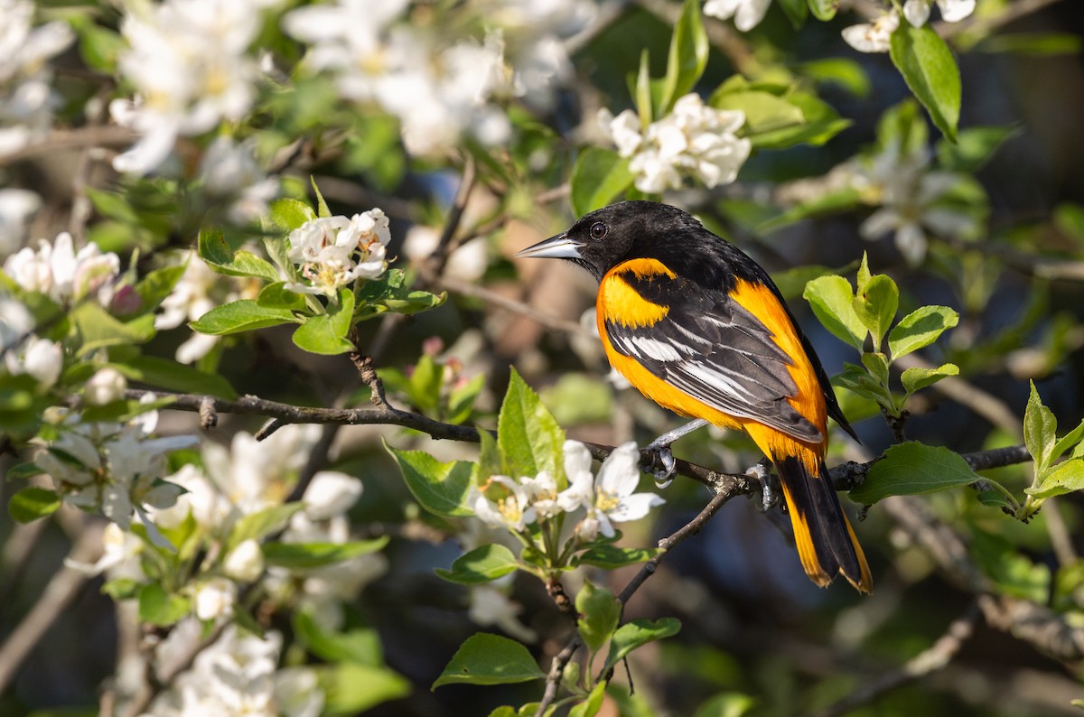 Baltimore Oriole - Matthew Sabourin