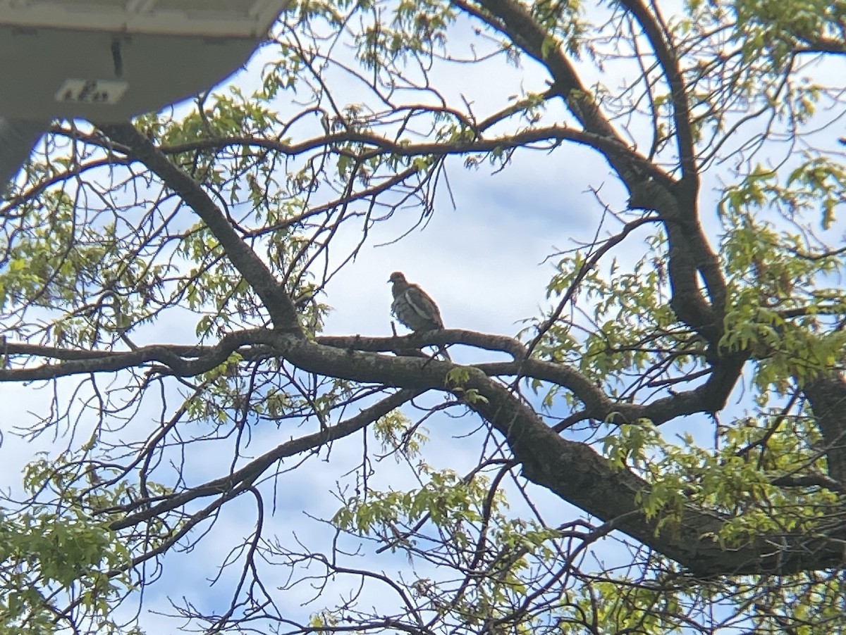 White-winged Dove - ML618348556