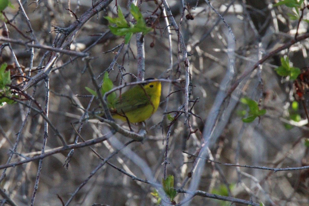 Wilson's Warbler - Jedediah Smith