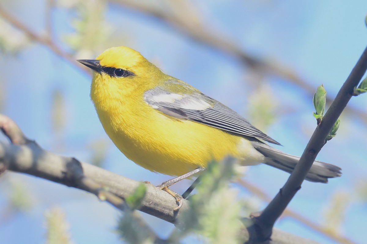 Blue-winged Warbler - ML618348588