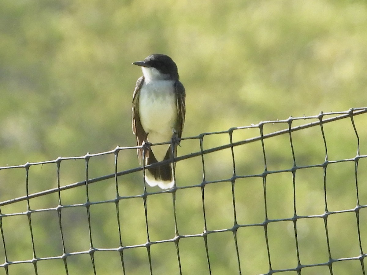 Eastern Kingbird - ML618348609